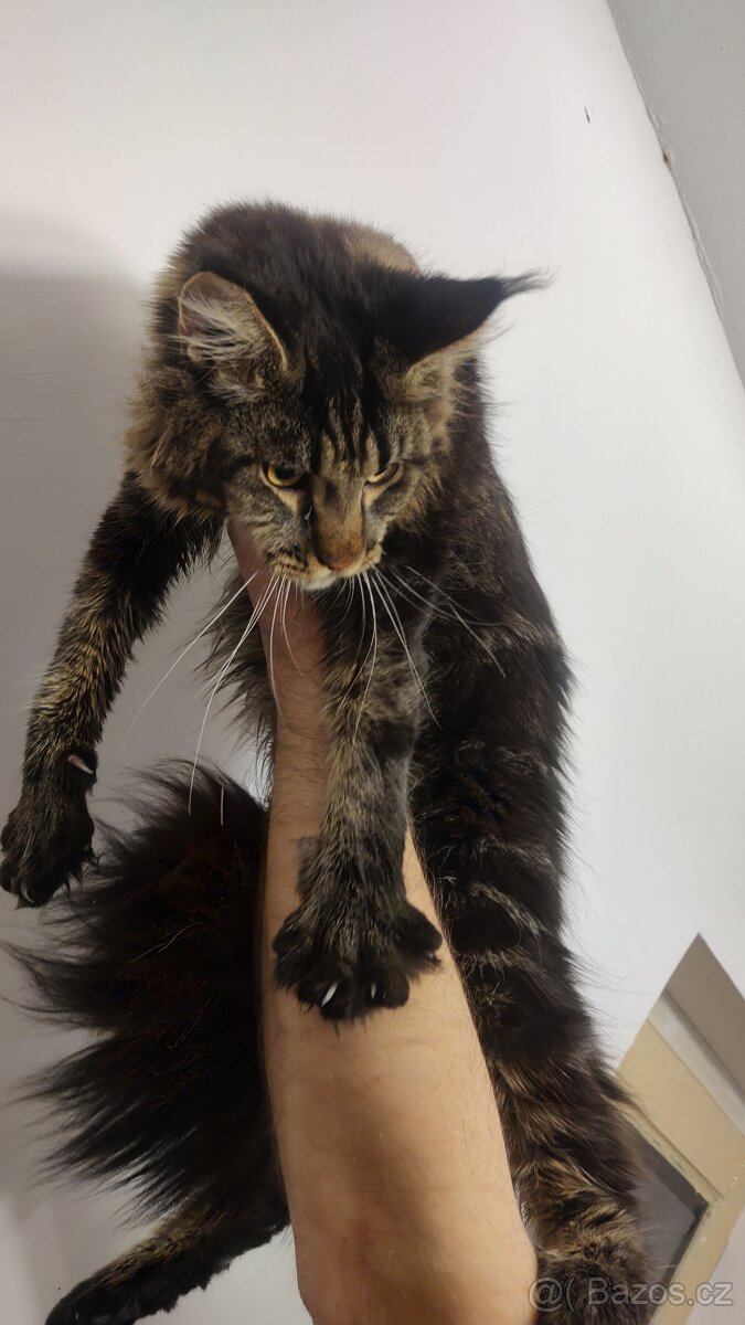 Mainská mývalí - 3