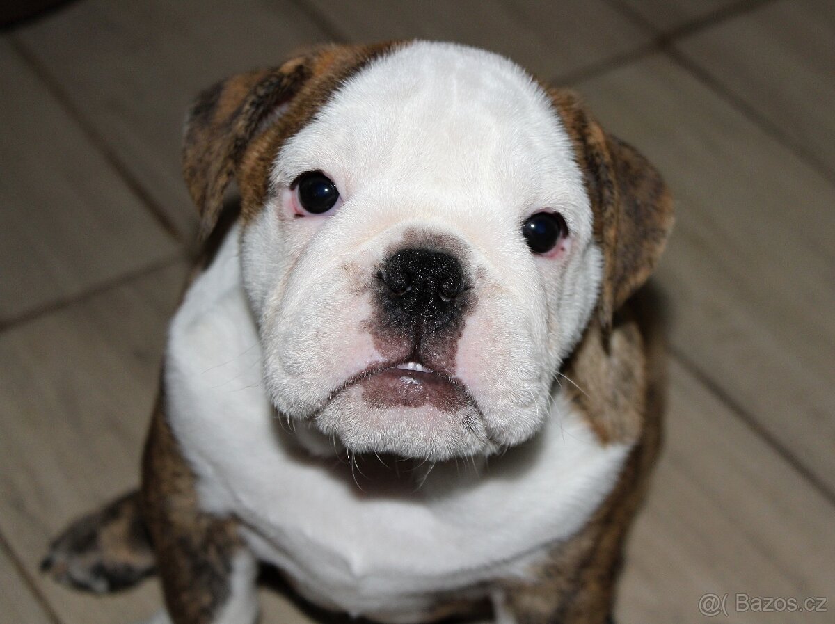 Anglický buldok s PP, volná fenka - 3