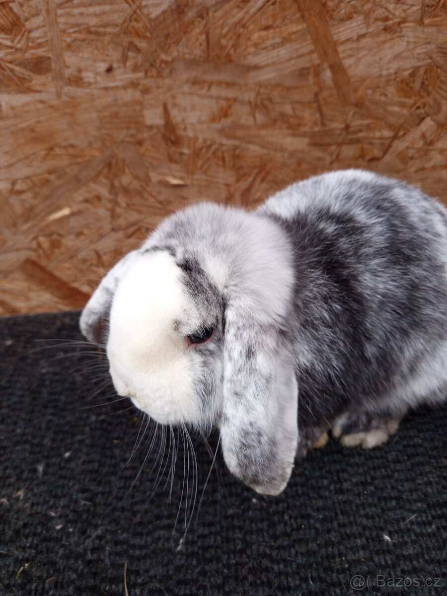 Zakrslý beran rhönský - 3