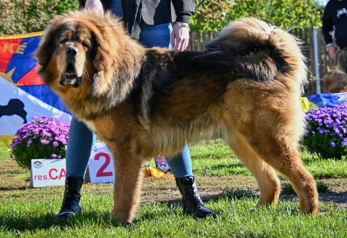 Tibetská doga ke krytí - 3