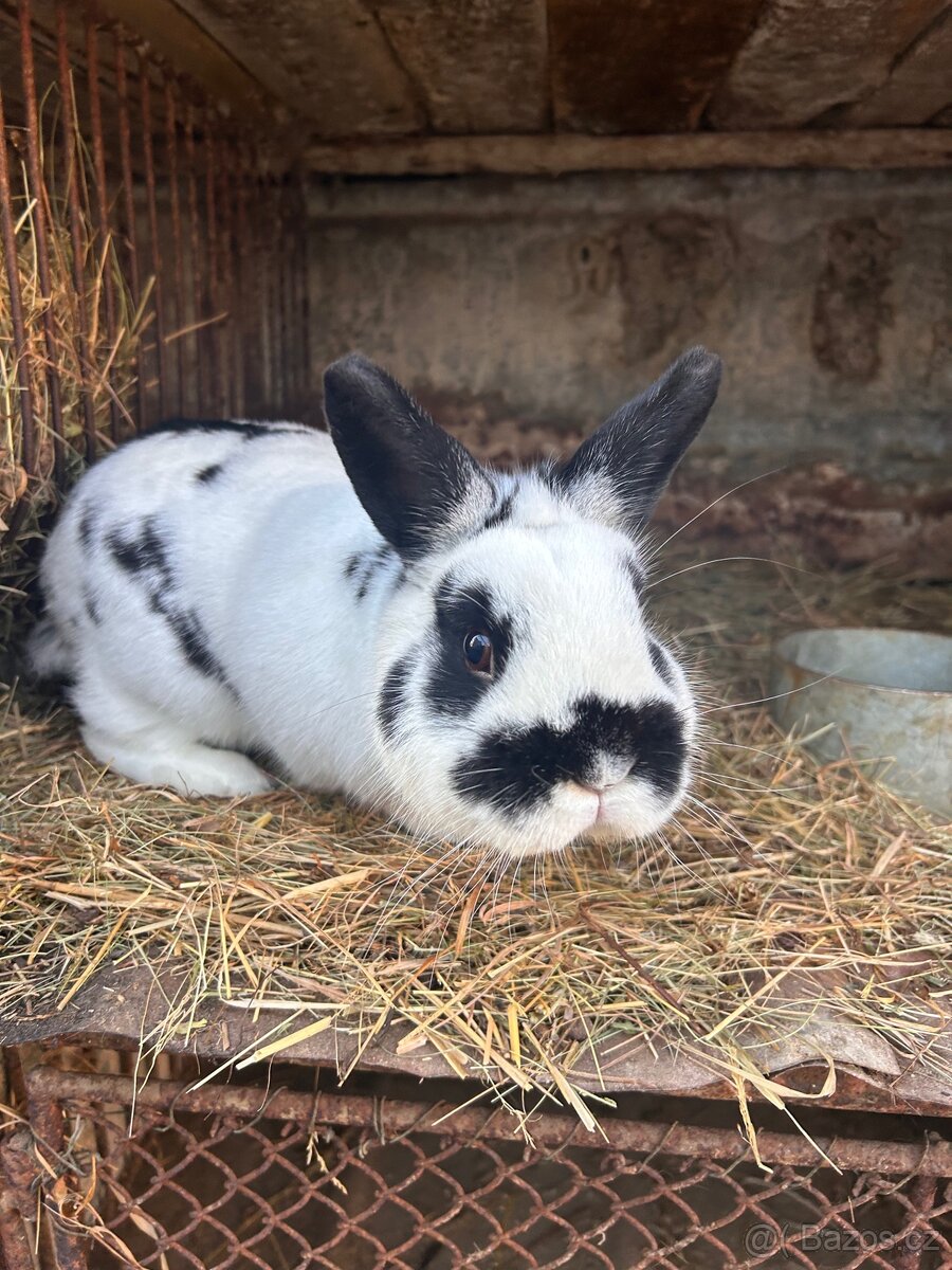 polo zakrslý králík - 3