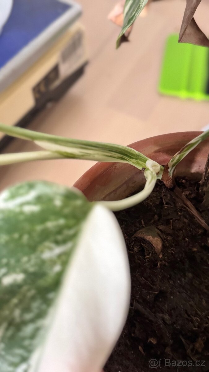 Monstera variegata - 3