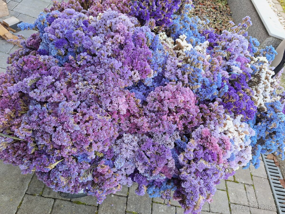 Prodám loňskou statici sinuatu - 3