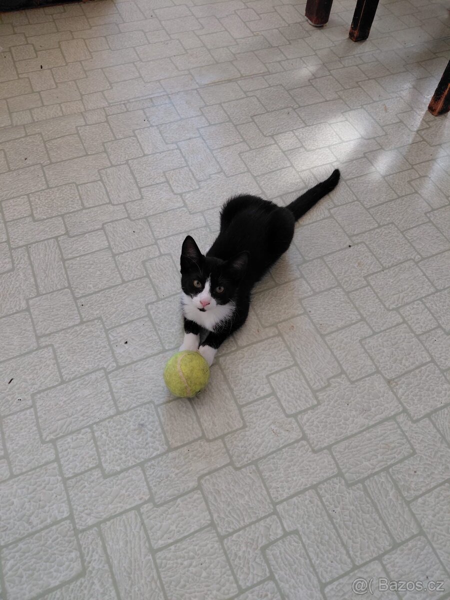 Koťátka do dobrých rukou 🐈⬛🐈⬛🐈⬛ - 3