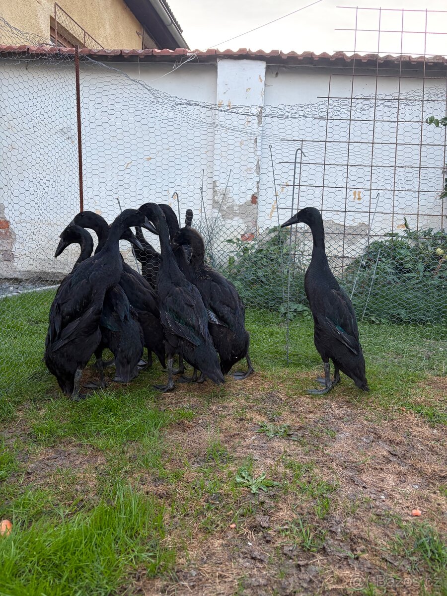 Indický běžec - 3
