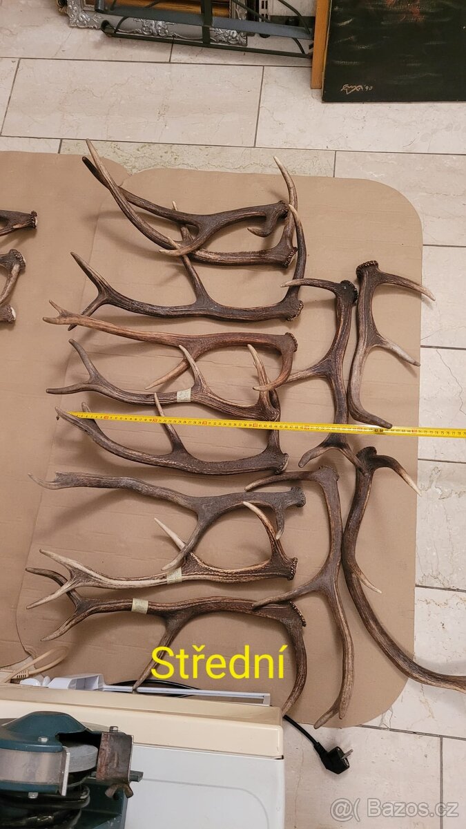 Prodám parohy - 3