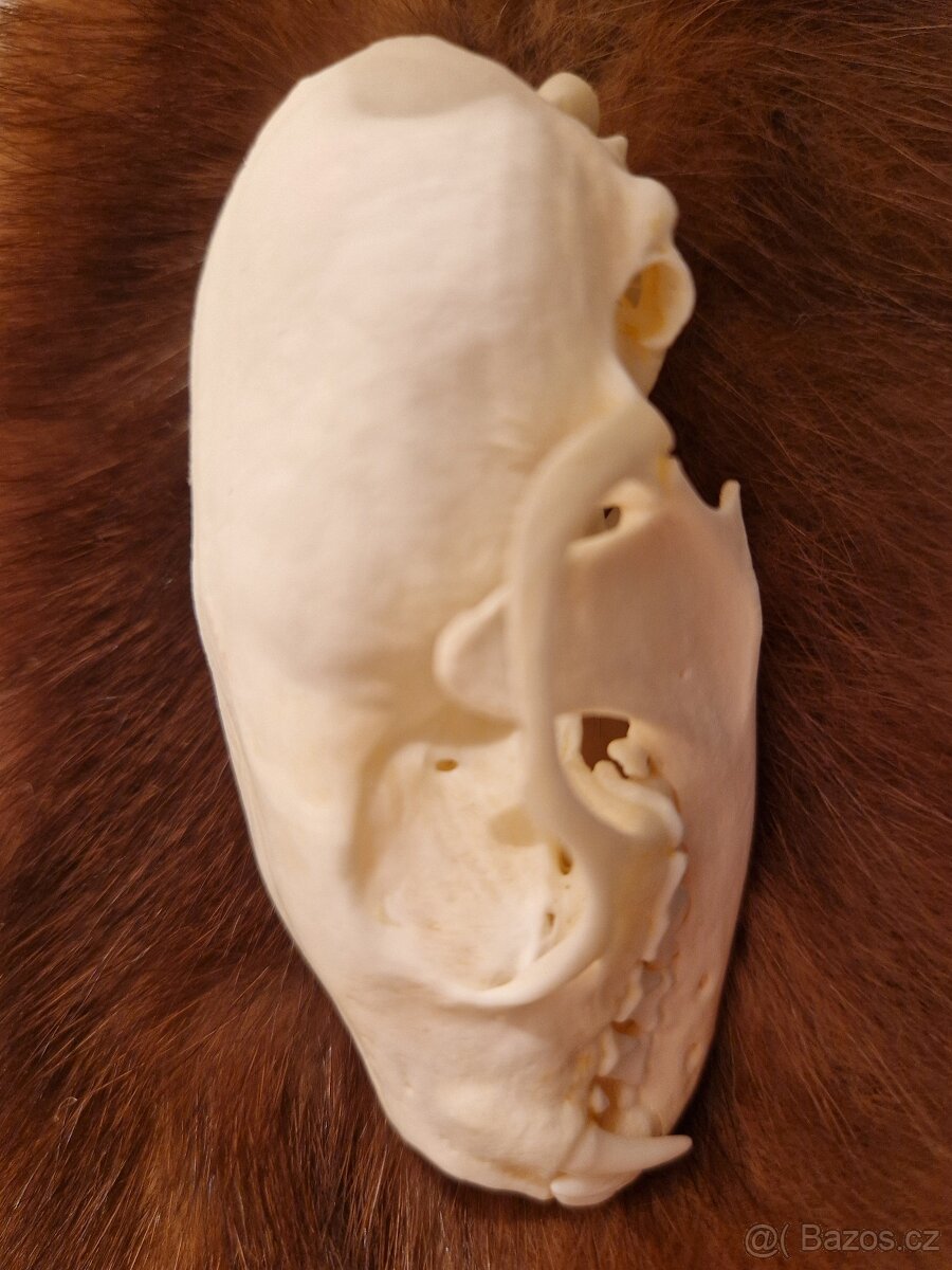 Lebka - kuna lesní - 3