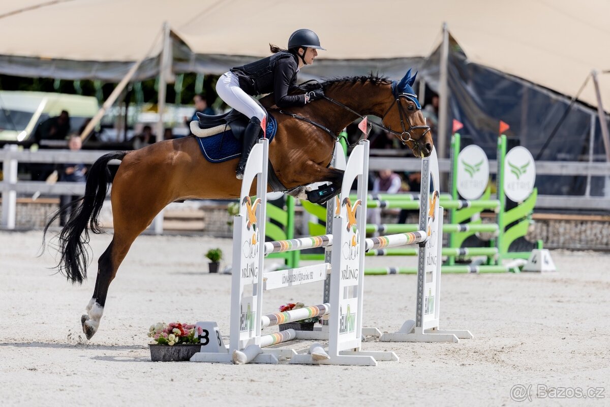 6ti letý spolehlivý valach - 3