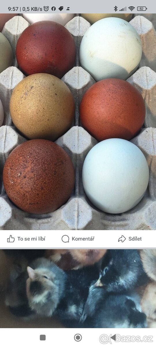 Čerstvě vylíhlá kuřátka. - 3