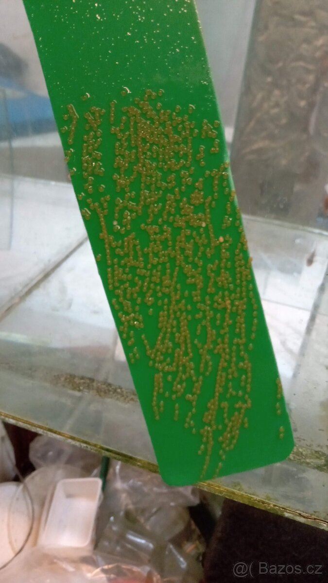 Skaláry - chovný pár - 3