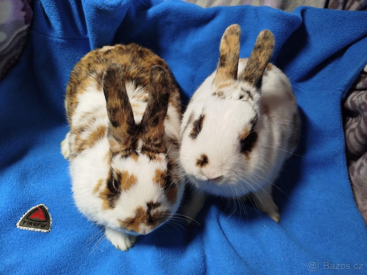 Nabízím zakrslé králíčky- hladké stáří 7 měsíců - 3