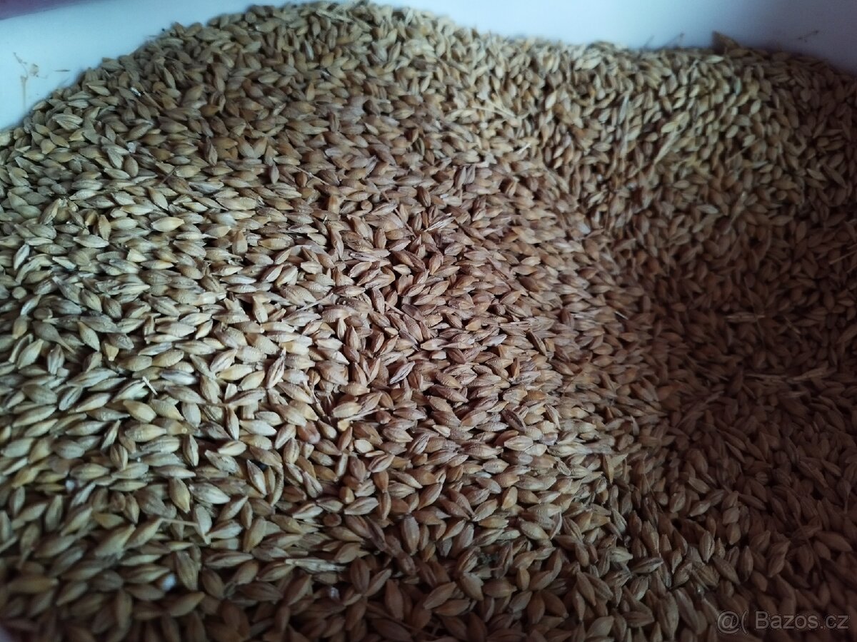 Pšenice, ječmen - 3