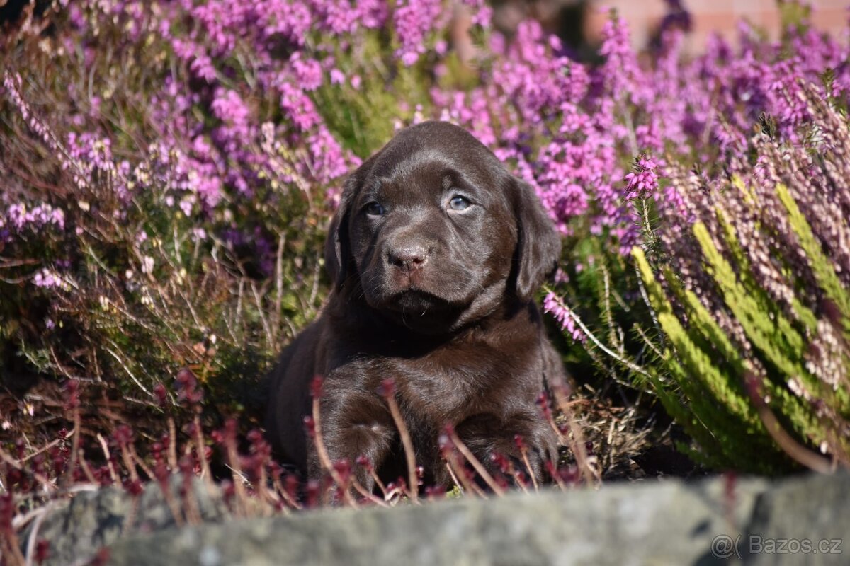 Stěňata labrador bez PP - 3