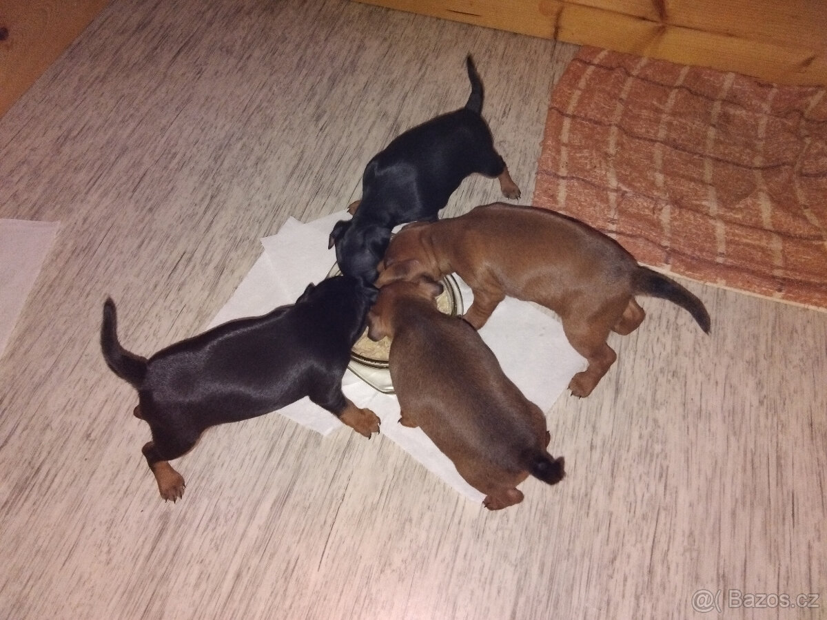 Trpasličí pinč - 3