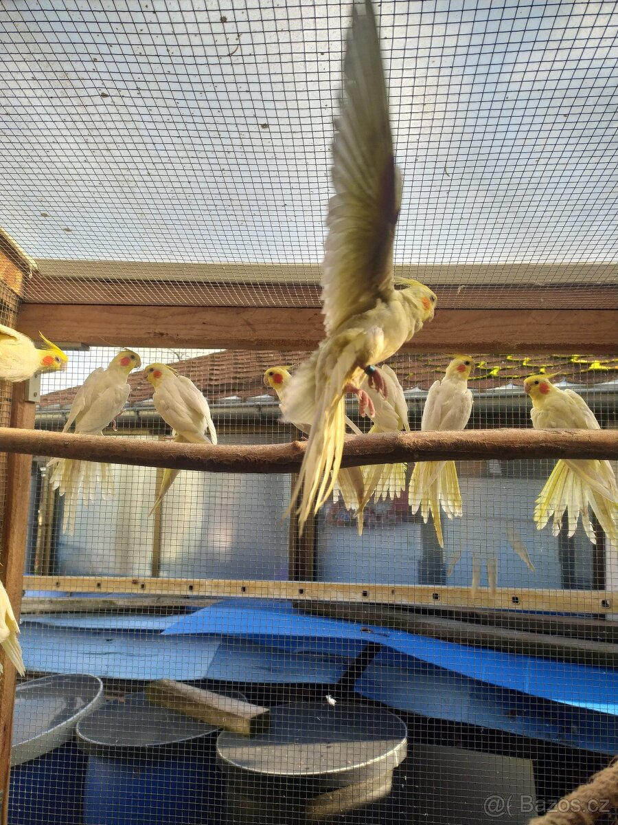 Prodej rozel rubino a korel - 3