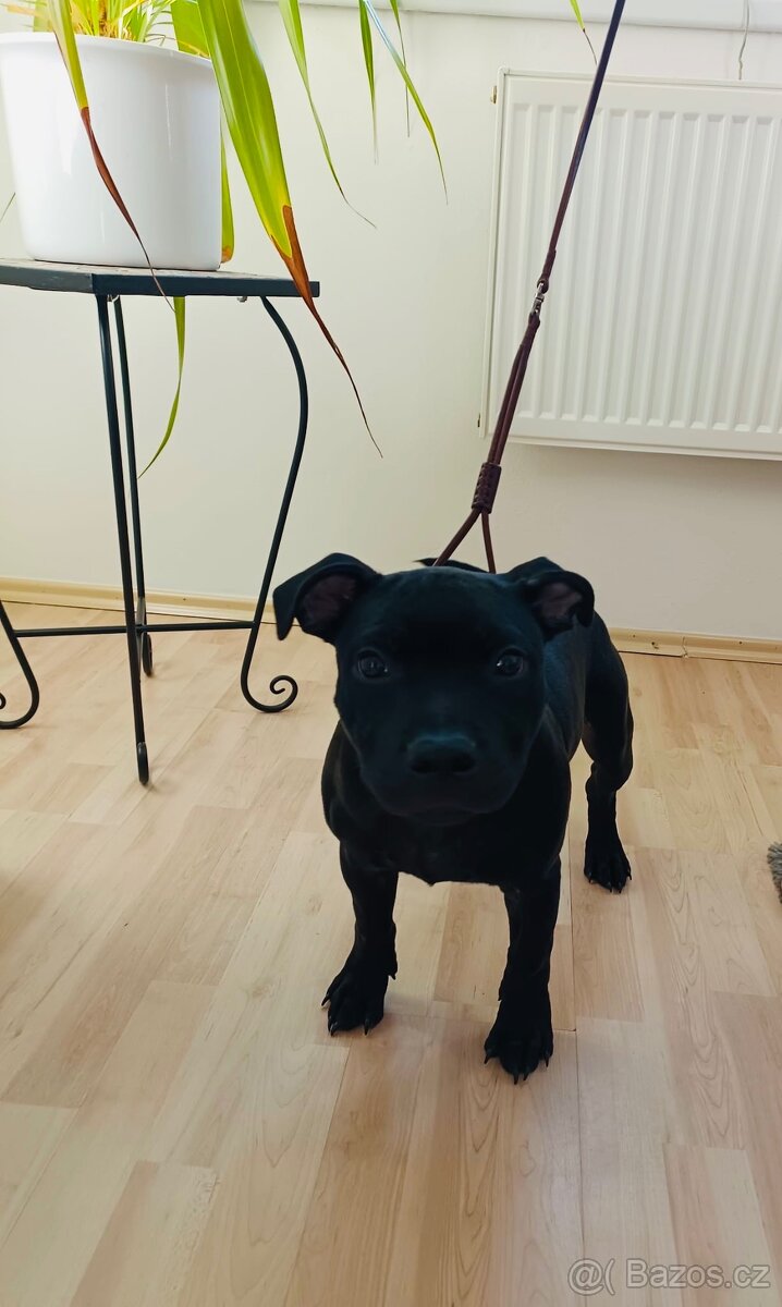 Stafordšírský bulteriér s PP - 3