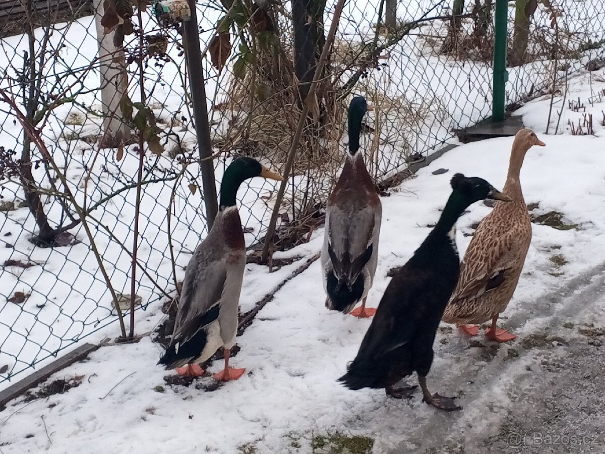 Běžec indický dva samci - 3