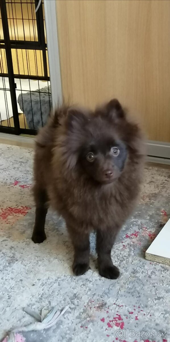 Německý špic malý hnědý - 3