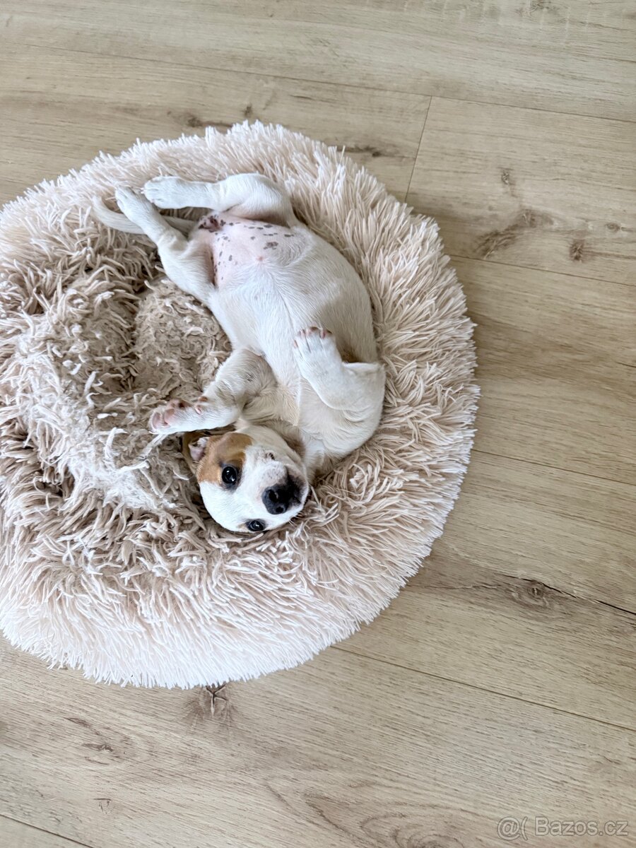 Jack russell teriér - 3