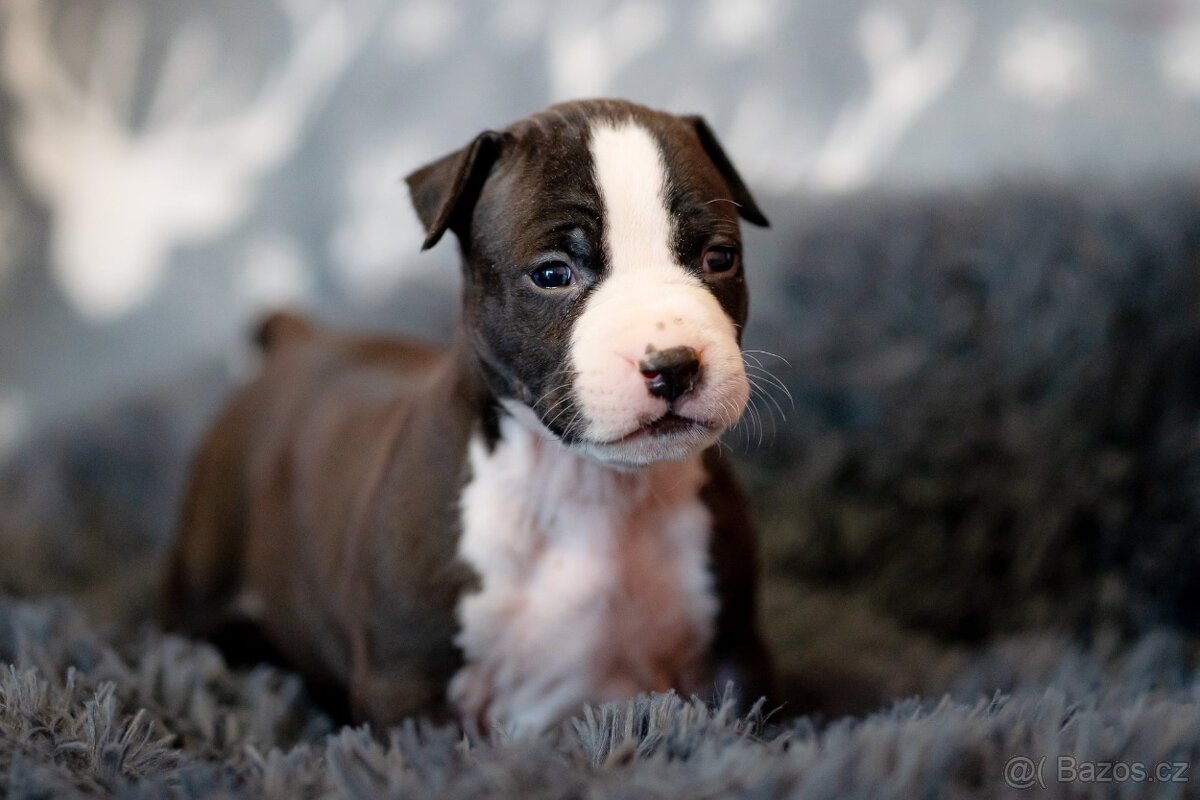Americký stafordširský teriér s PP - 3