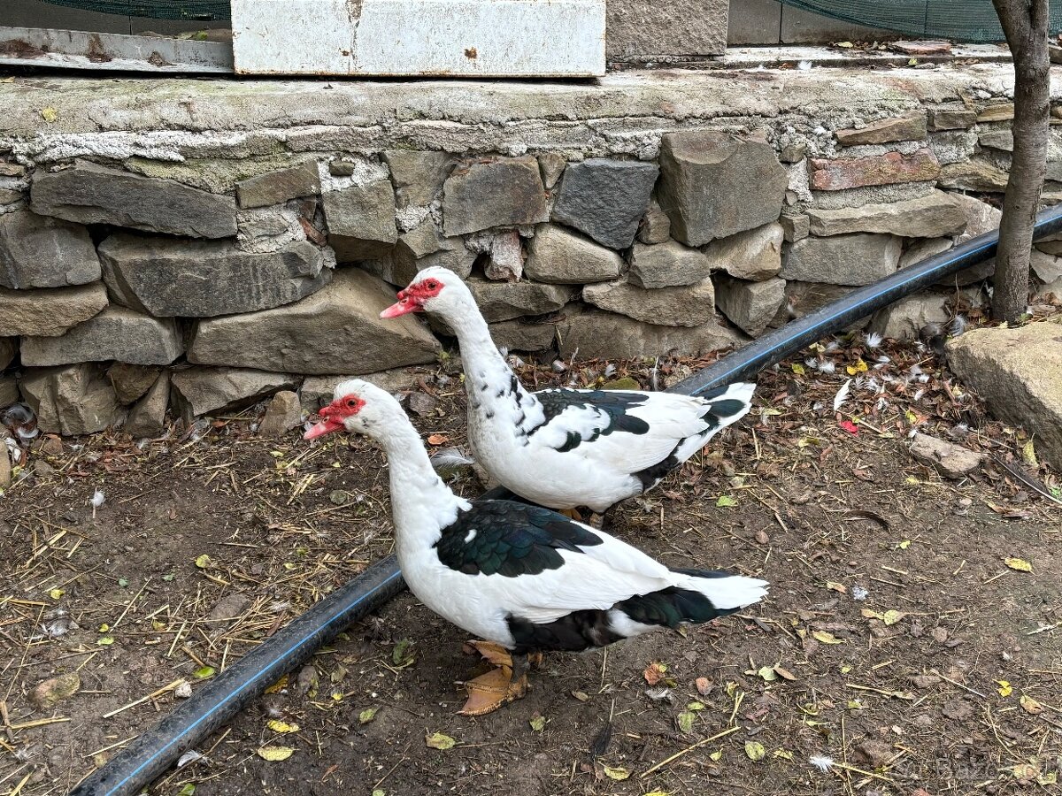 Kačer - Pižmovky - 3