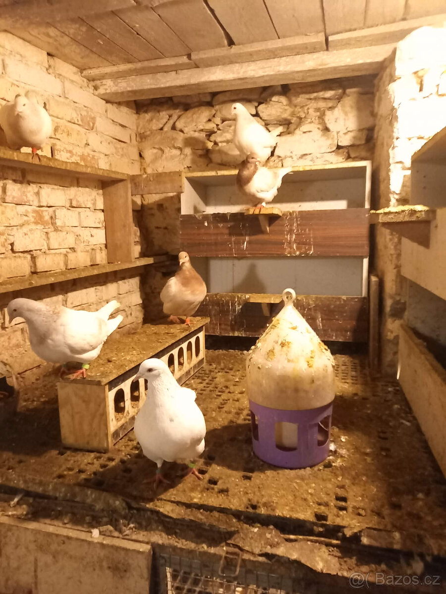 holubi texani - 3