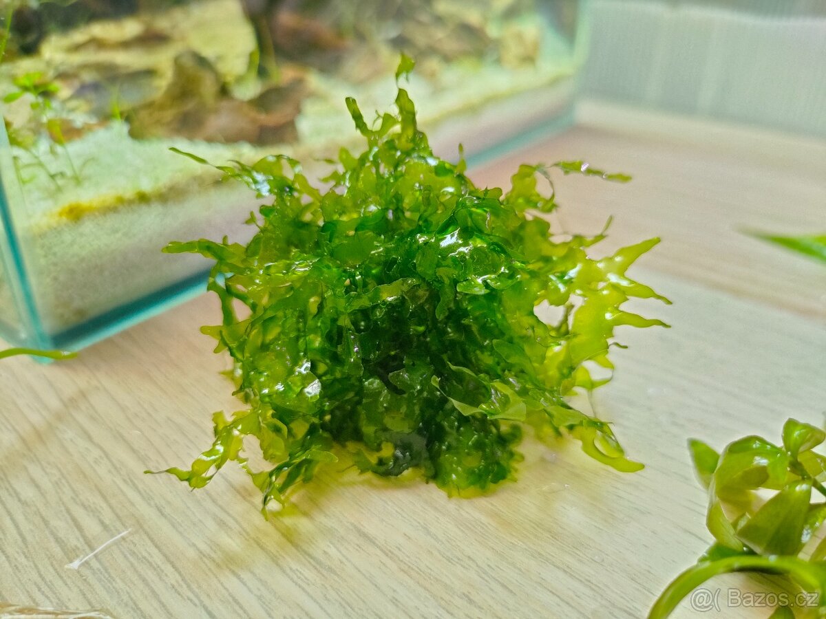 Lomariopsis lineata - 3