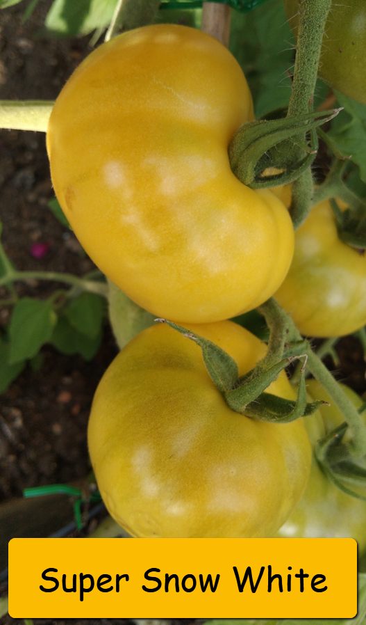 Semínka rajčata tyčkové - různé druhy - 3