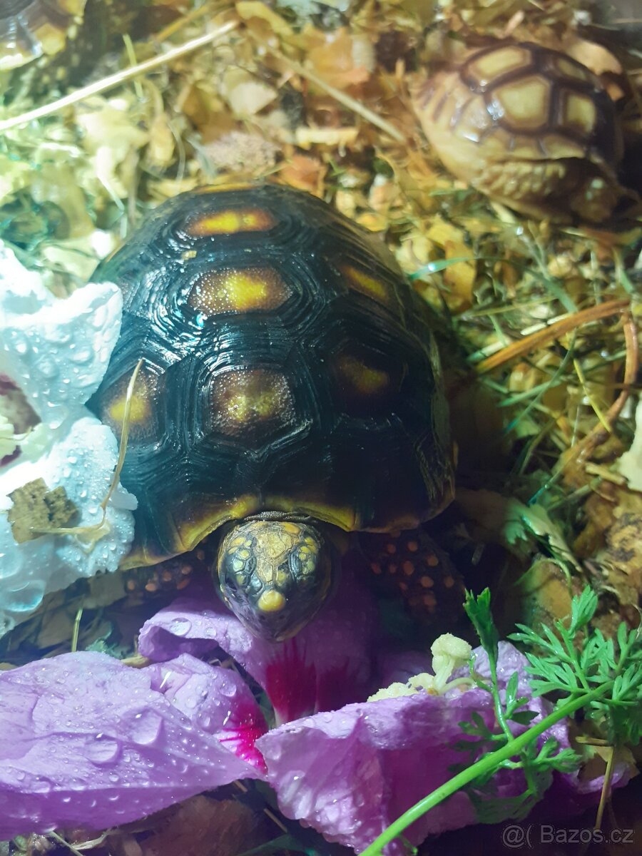 Želva uhlířská - 3