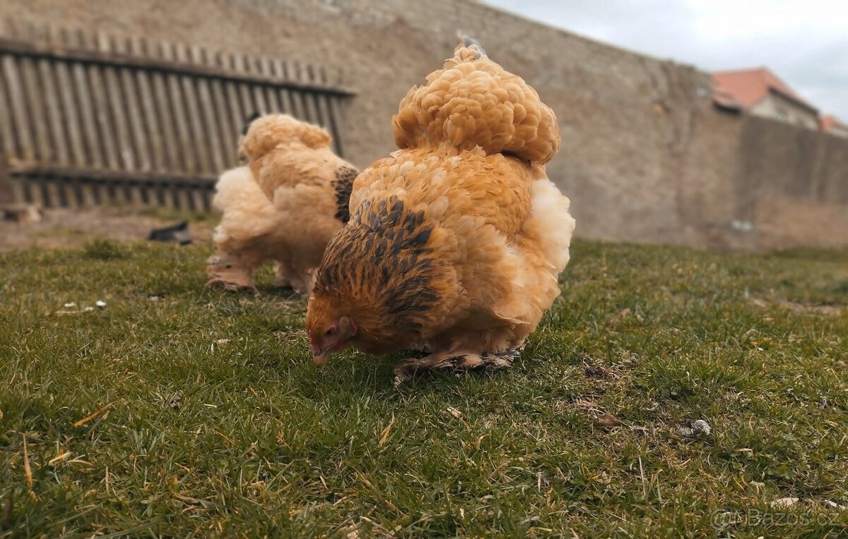 Brahmánka velká - 3