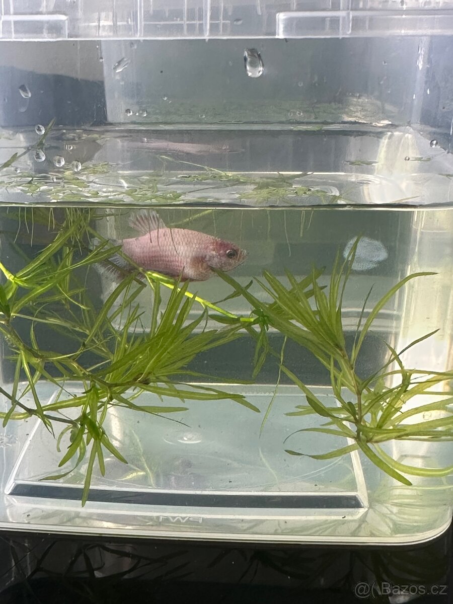 Betta- plakat - 3