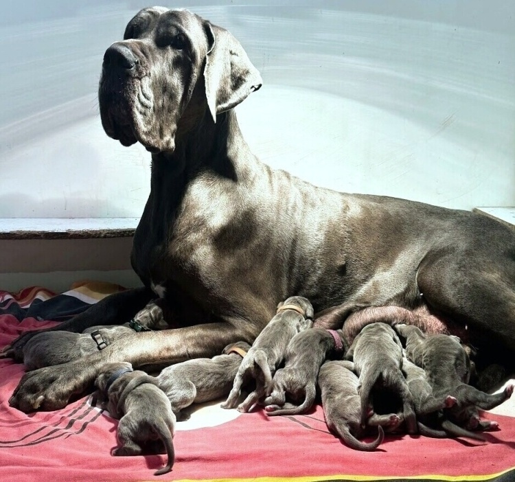 Německá doga modrá s PP - 3