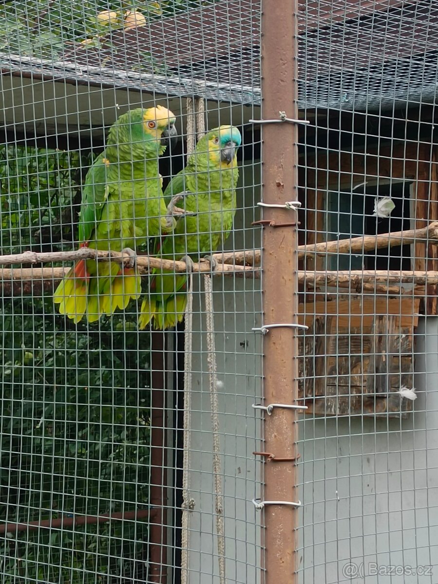 Amazoňan modročelý - 3