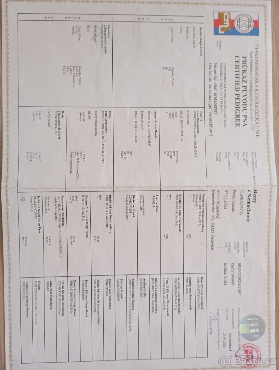 Německý krátkosrstý ohař - 3