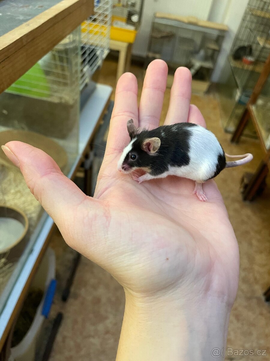 Myši laboratorní - 3