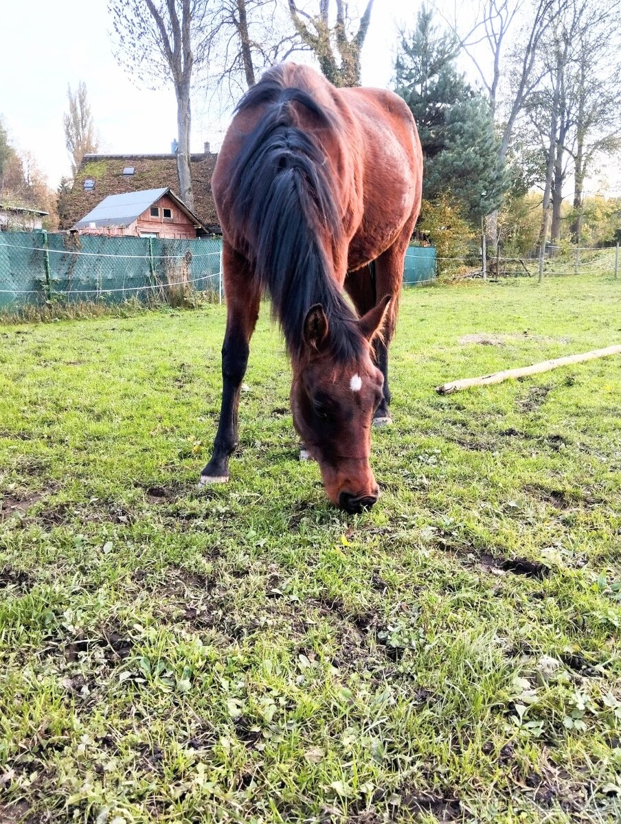 QH kobylka - 3