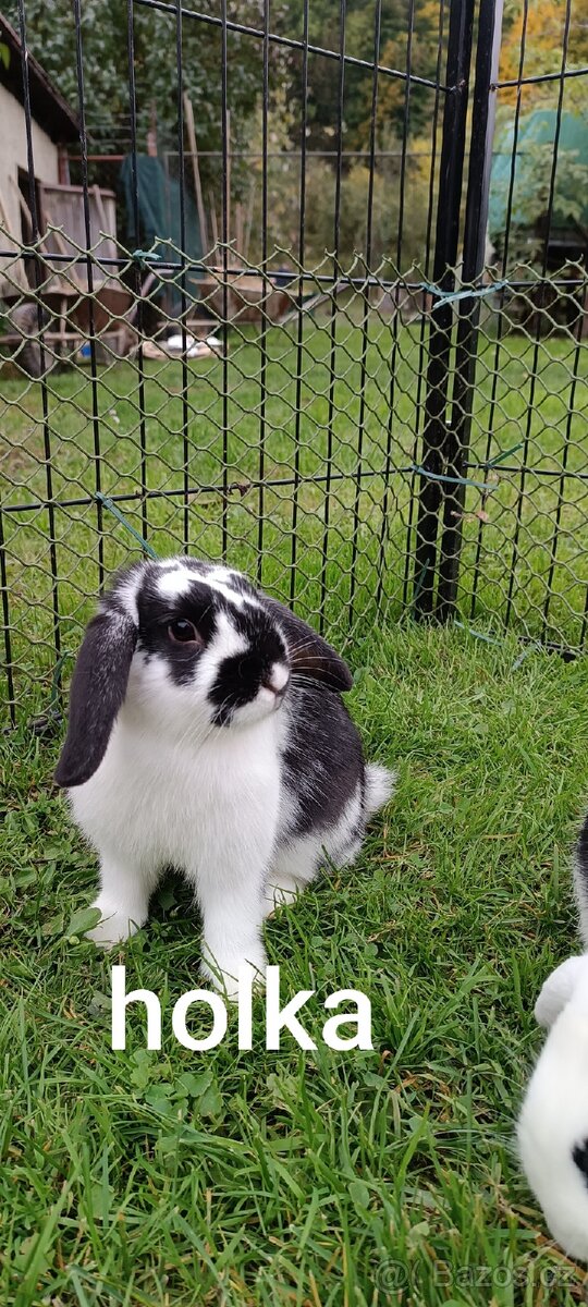 Zakrslí beránci - 3