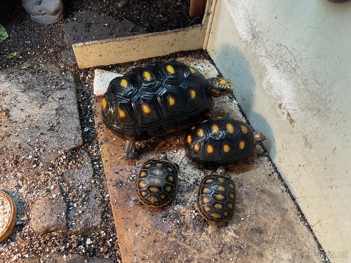 Želva uhlířská - mláďata - 3