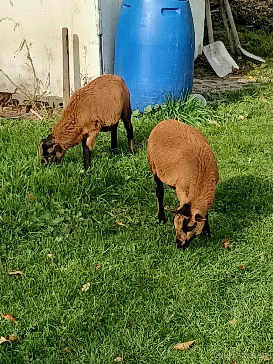 Kamerunské ovce - 3