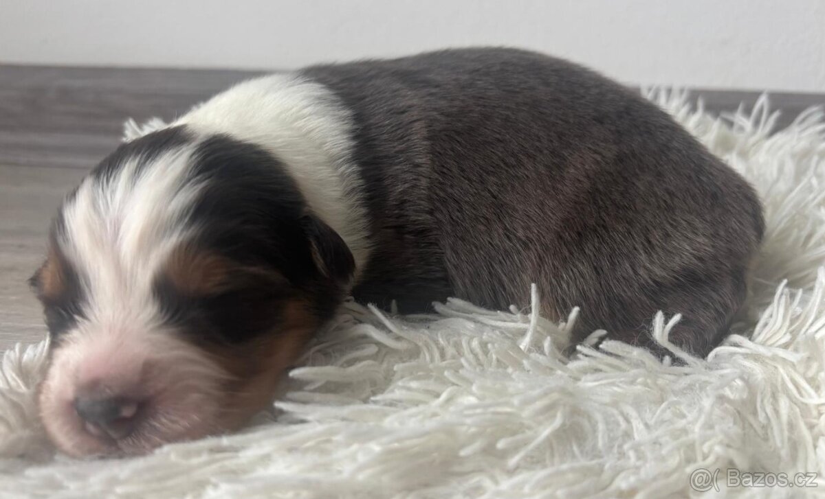 Prodám štěňata australského ovčáka s PP - 3