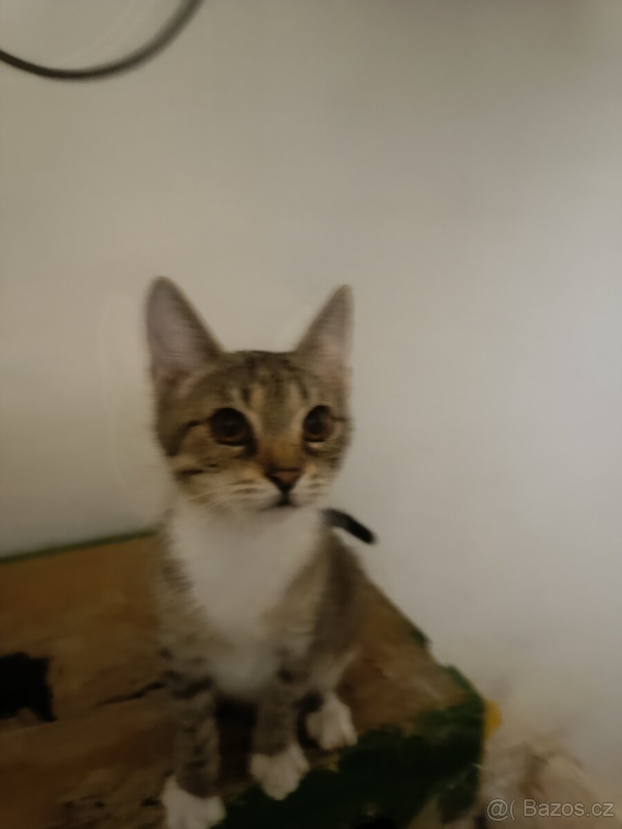 Kočka domácí-koťata - 3