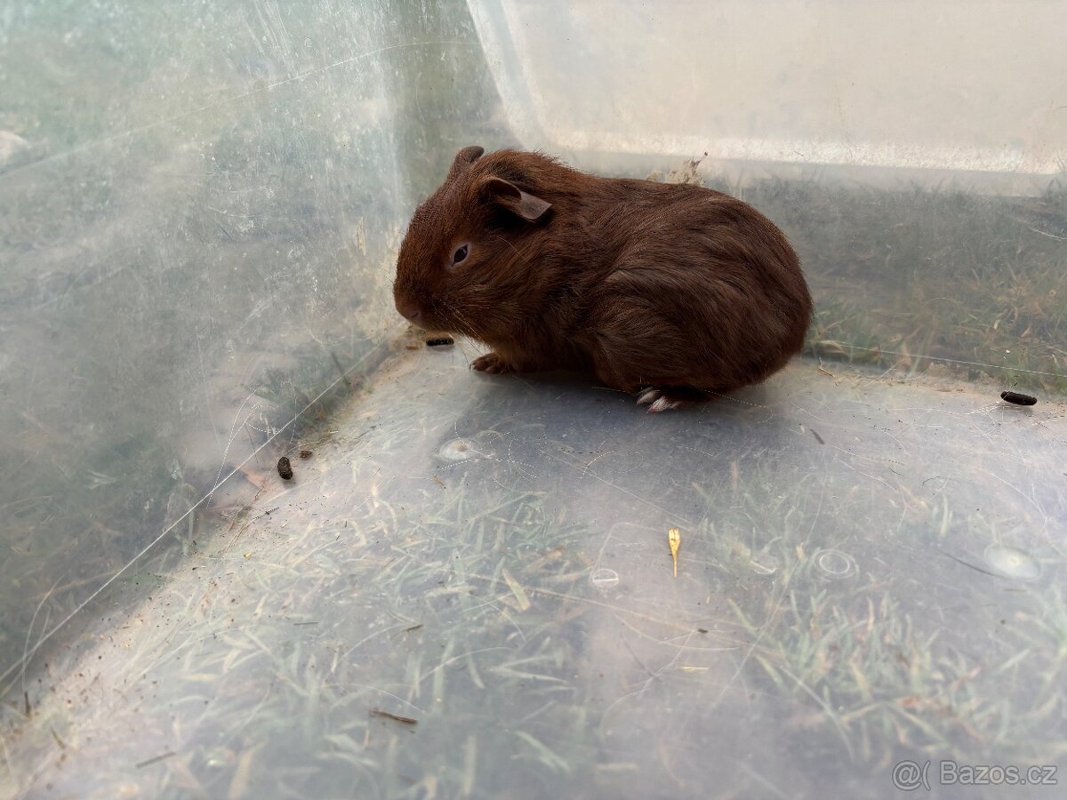Cuy morče samec 1A - 3