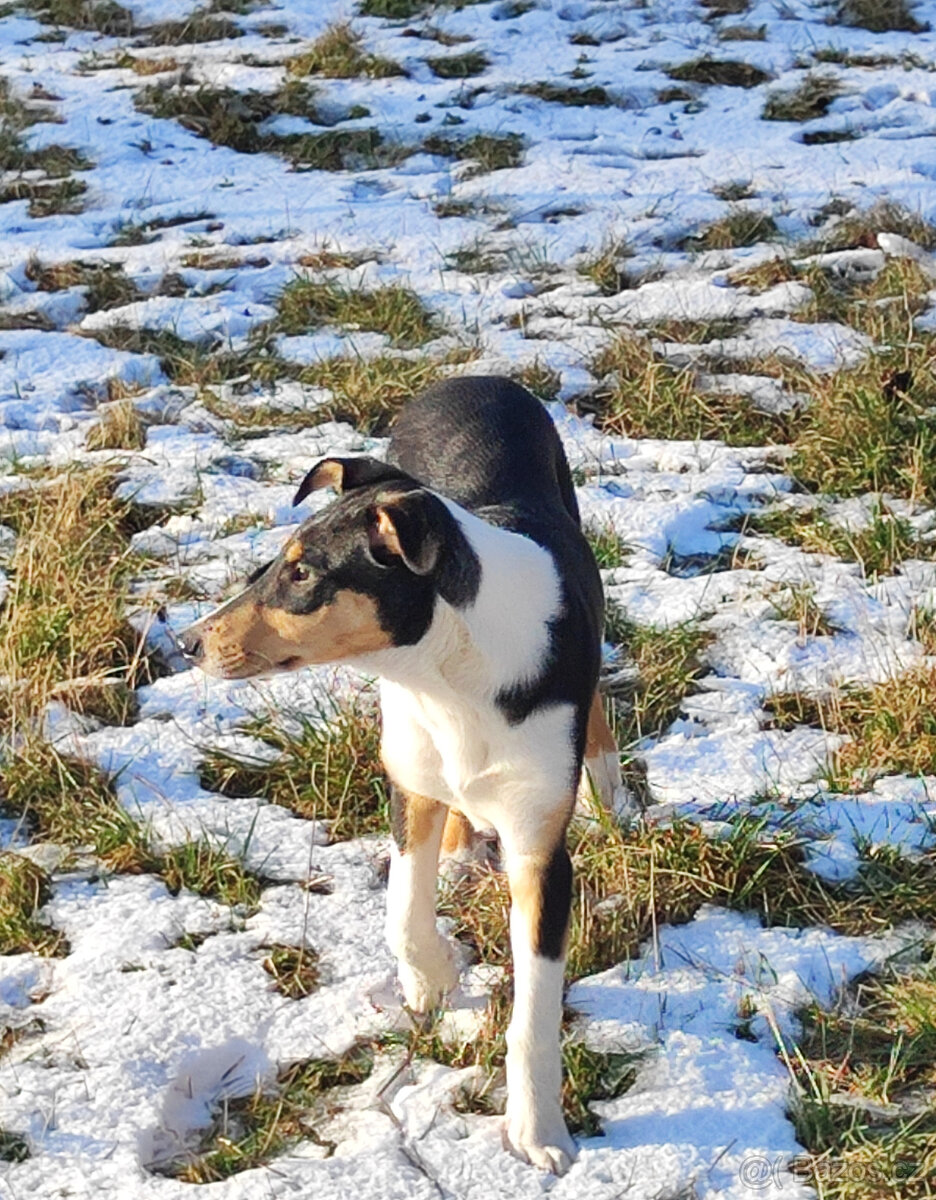 kólie krátkosrstá - 3