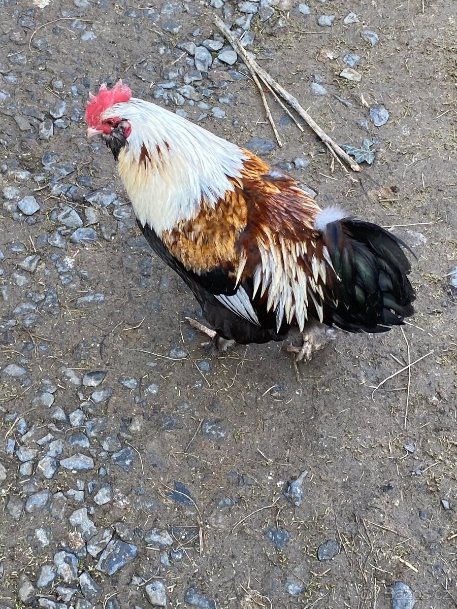 Faverolka zdr. - kohouti - 3