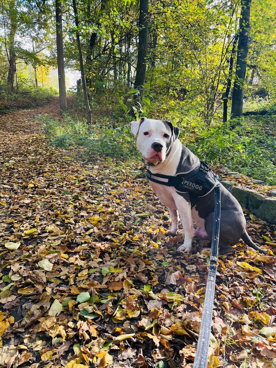 Americký Staffordšírský teriér - 3