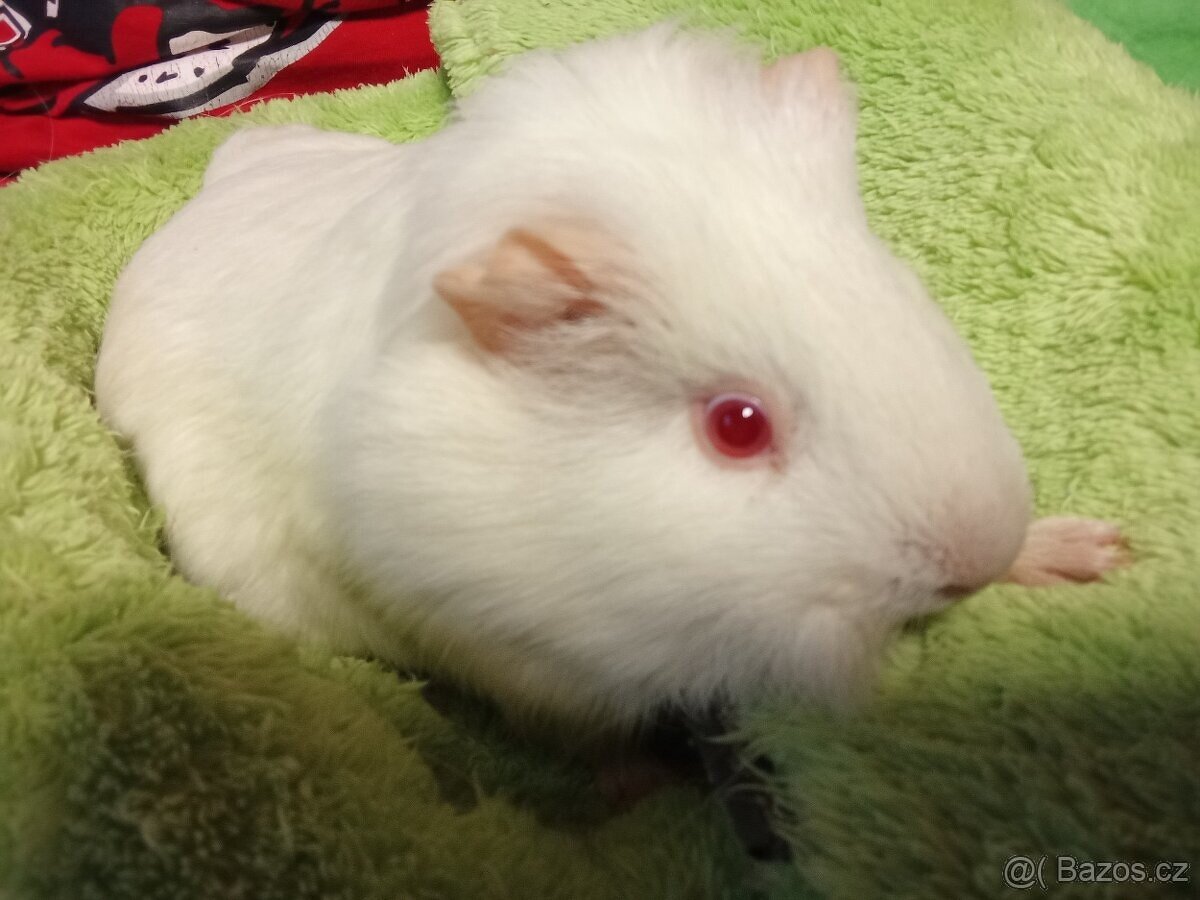 Morčátka Holky 2 - 3