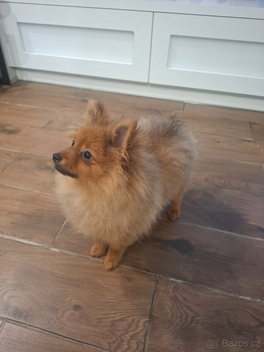 Německý špic malý s PP (FCI)– štěňátka k odběru - 3