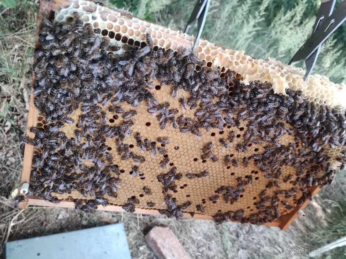 Včelí oddělky 2026 Kapacita naplněna přijímám náhradníky - 3