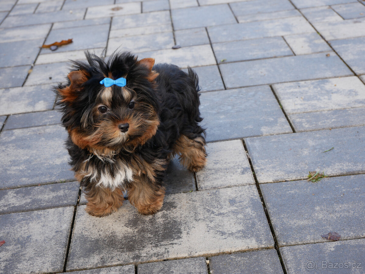 Jorkšírský teriér - spaltbiewer - 3