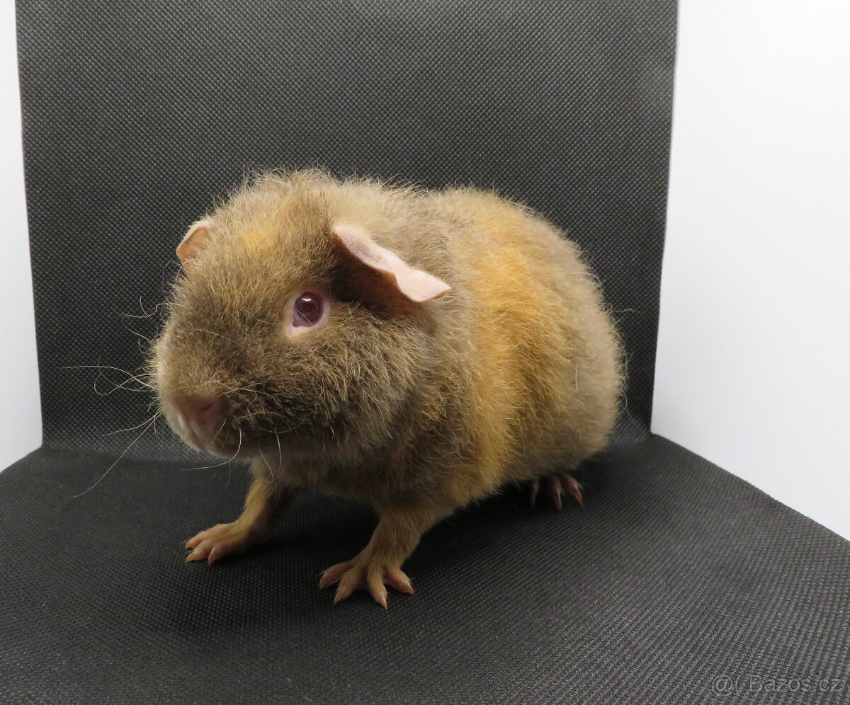 Morče, morčátko US Teddy, hladké - 3